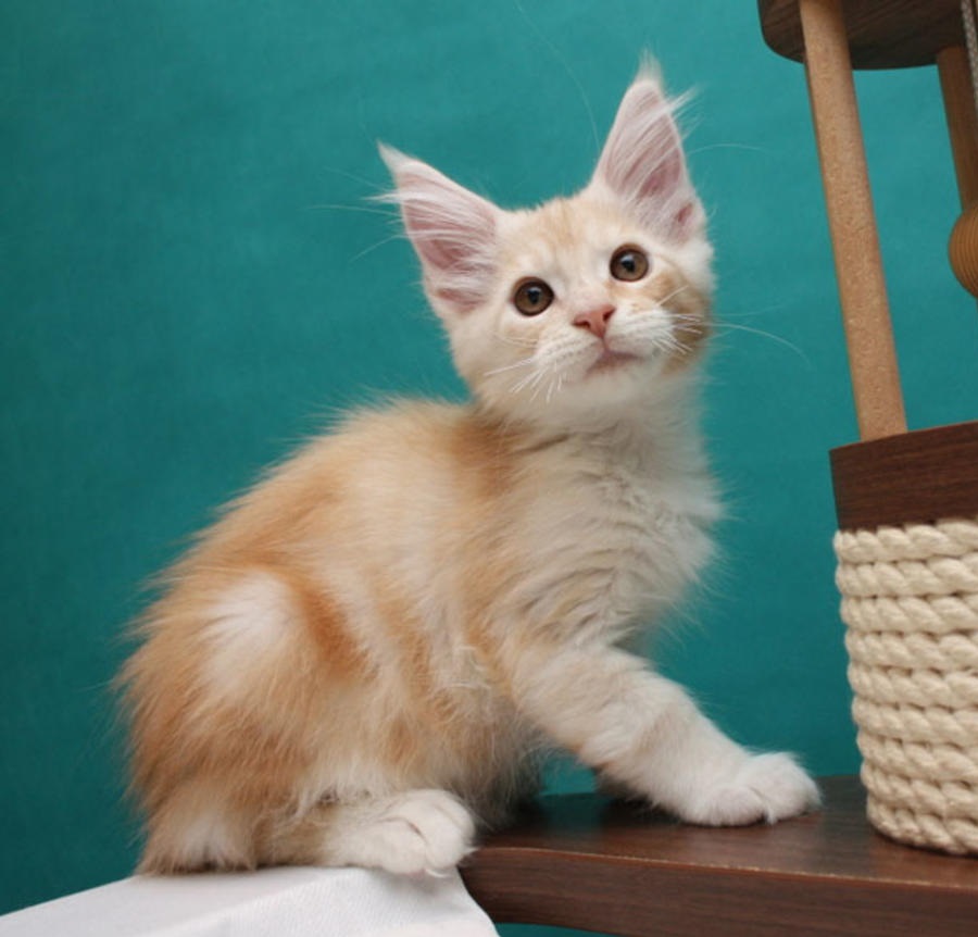 Angela - Maine Coon Kitten for sale in Birmingham, Alabama | Cat Bright ...