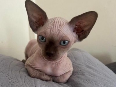 Beautiful Sphynx Boys ready now