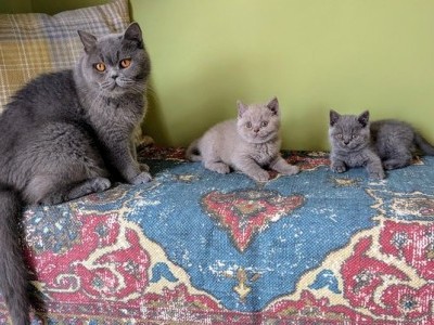 PEDIGREE BRITISH SHORTHAIR KITTENS