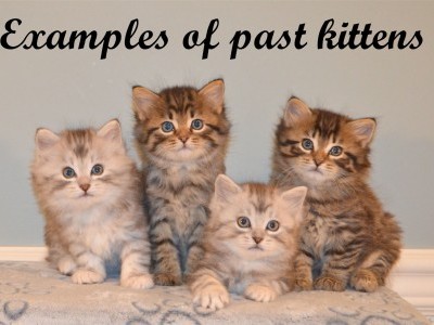american bobtail kittens for sale