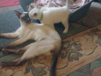 Purebred Siamese Kittens for sale