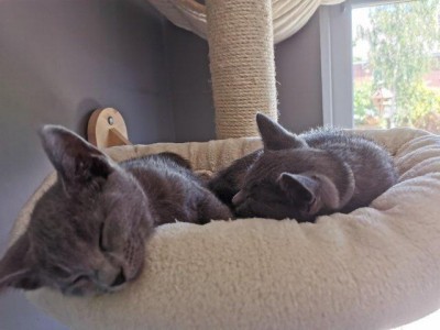 Russian blue kittens for adoption