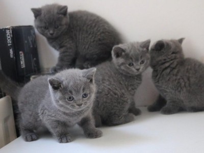 Blue British Shorthair Kittens For Sale