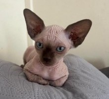 Beautiful Sphynx Boys ready now