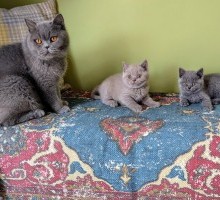 PEDIGREE BRITISH SHORTHAIR KITTENS