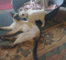 Purebred Siamese Kittens for sale