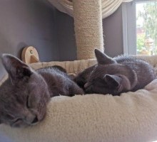 Russian blue kittens for adoption