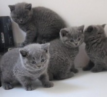 Blue British Shorthair Kittens For Sale